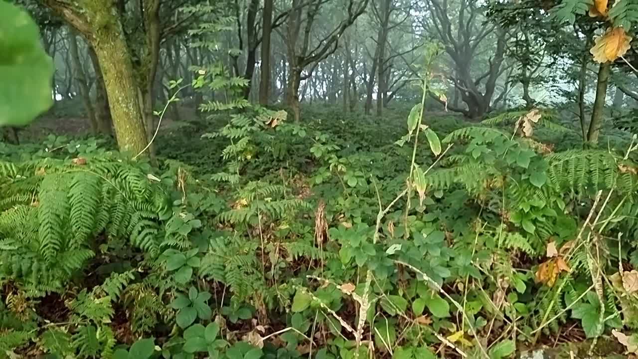 mirando a través del denso follaje de helecho a los árboles del bosque espeluznantes de la niebla