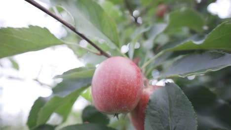 Ripe-Red-Apple-Growing-In-Orchard