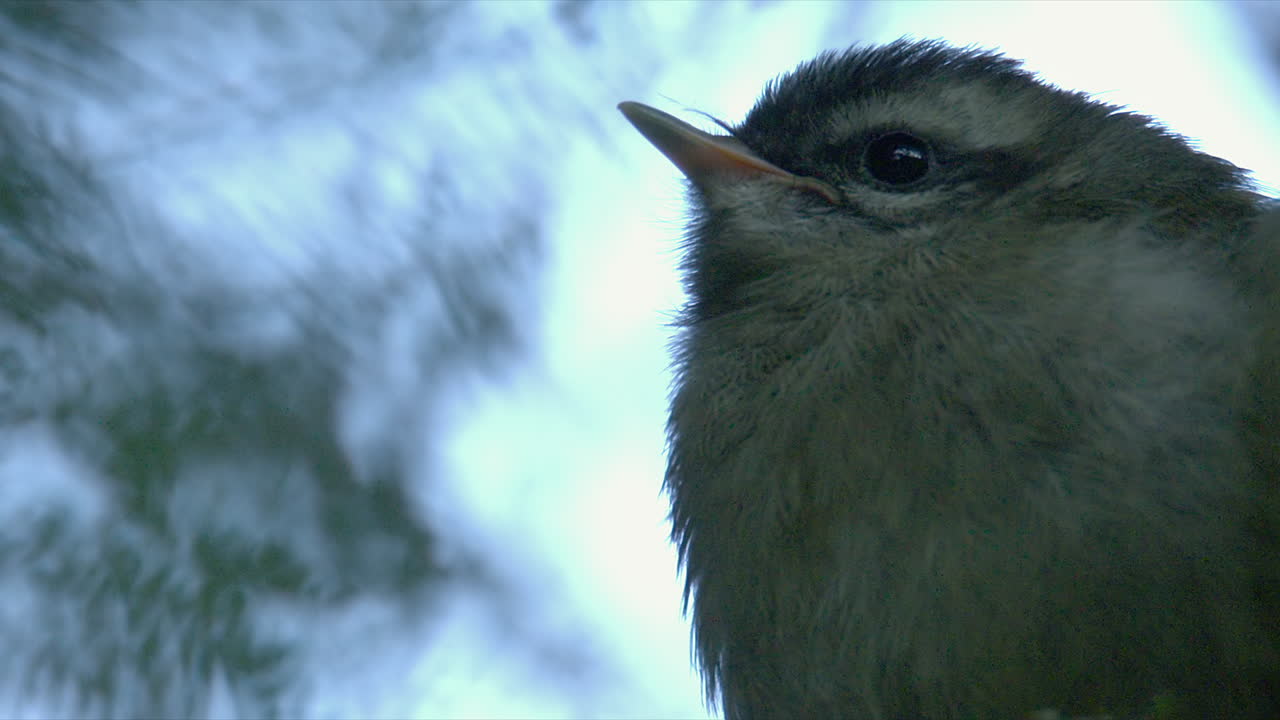 primer plano de ángulo bajo: el pollito de warbler joven fluffs plumas contra el día frío
