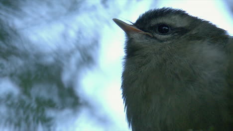 low angle closeup: young warbler chick fluffs feathers against cold day