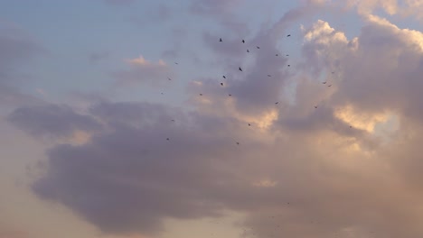 Bird-flock-sky-concept,-a-flock-of-birds-flying-on-beautiful-sunset-sky-background,-beautiful-nature-footage-of-birds-circling-with-colorful-cloudy-sky-behind-them,-at-sunset