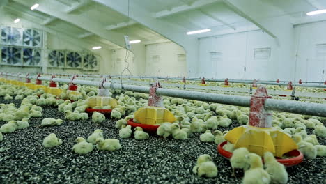 little chickens in farm. large group of newly hatched chicks on a chicken farm