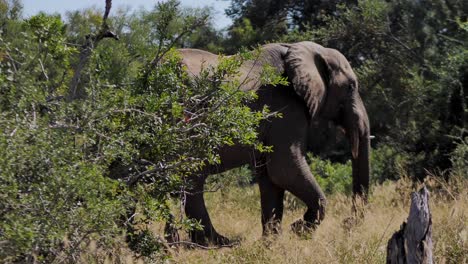 african elephant walking through the bush and landscape of savannah