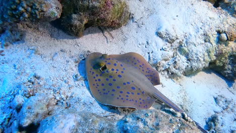 a bluespotted ribbontail ray hides silently on the sandy floor in a tropical ocean habitat