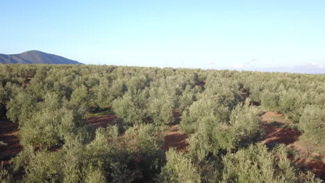 olive trees with olives, aerial view. andalusia, spain