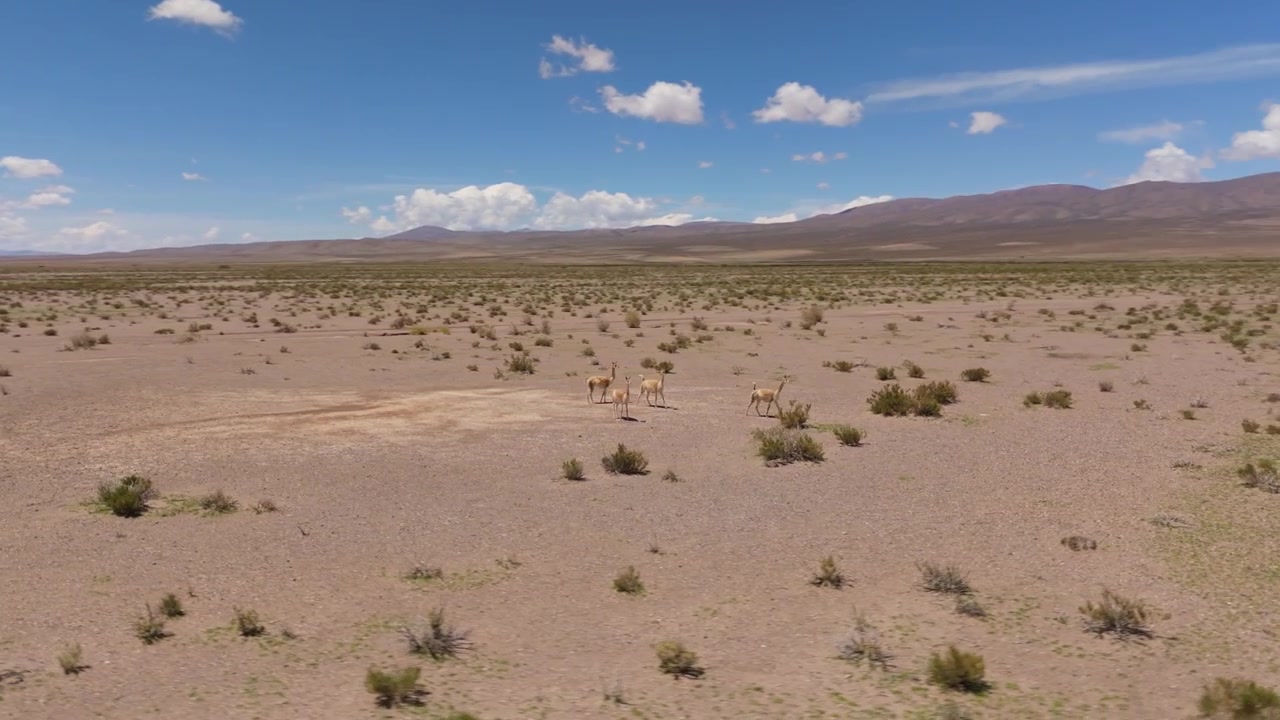 Guanacot seisomassa aavikkotasangolla Salta-provinssissa, ilmakuva keskikorkeudelta lauman ympärillä