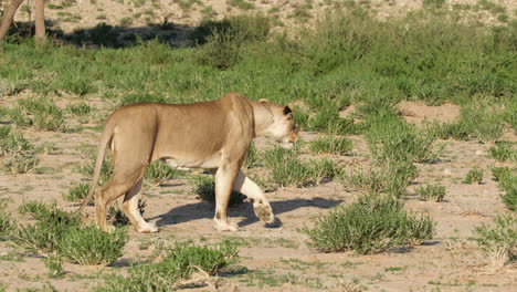 lioness walking slowly in the savannah on a sunny day in africa