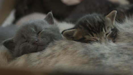 cute grey and tabby kittens dream while sleeping on their mother cat