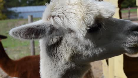 masticación de alpaca blanca - primer plano en la cara