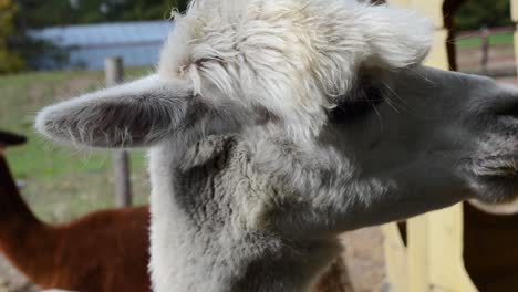 white alpaca chewing - close up on face