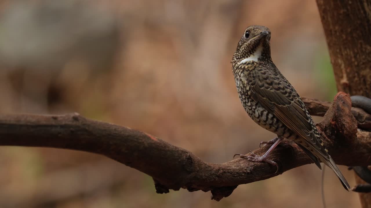 mirando hacia atrás sobre su ala izquierda mientras se encuentra en una vid, monticola gularis hembra de garganta blanca