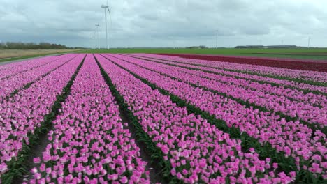 April-2024---4K-Aerial-of-tulip-fields-in-Flevoland,-The-Netherlands