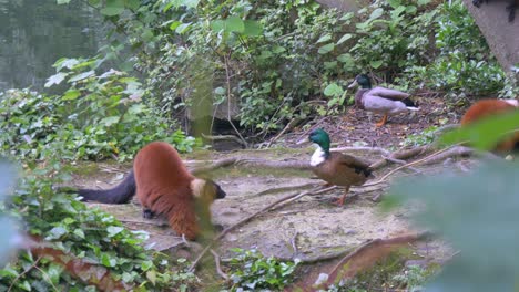 el lemur rojo del zoológico de dublín se destaca con patos caminando y comiendo.