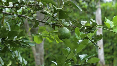 Limettenfrucht,-Die-An-Einem-Belaubten-Zweig-Hängt