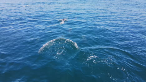 Los-Delfines-Comunes-Saltan-De-Alegría-Rompiendo-La-Superficie-Del-Mar-Atlántico,-Seguimiento-Bajo-De-Drones