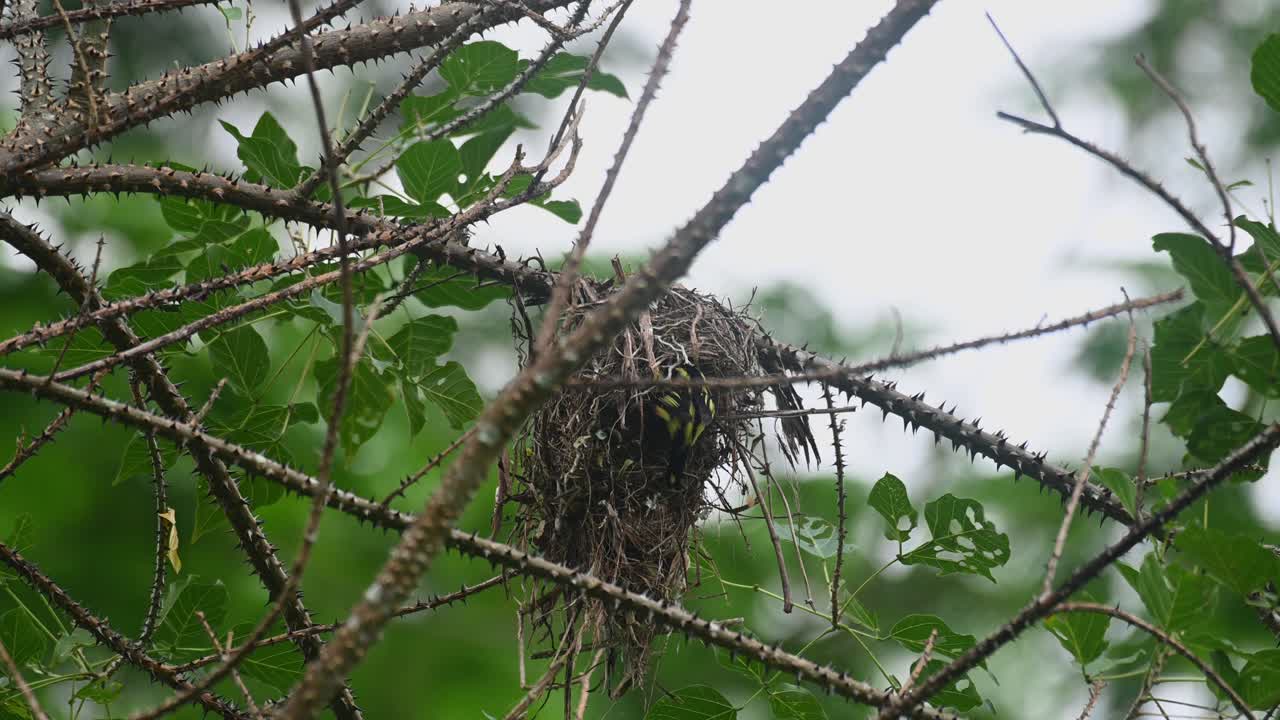 강한 바람이 부는 이 개인은 새끼를 먹이는 등 뒤에서 본 검은색과 노란색의 브로드빌 에우릴라이무스 오크로말루스, 카엥 크라찬 국립공원, 태국