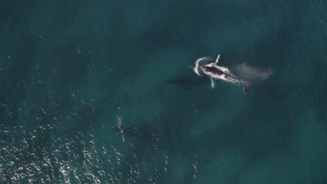 Antena-De-Un-Grupo-De-Ballenas-Jorobadas-Migratorias-En-Dunsborough,-Australia-Occidental-Pt-5