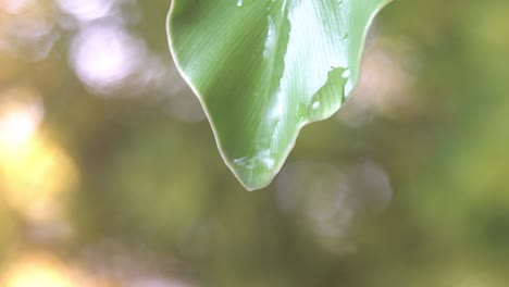 4k, water drop from green leaf with copy space nature green background.