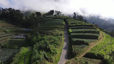 Beautiful,-aerial-view-of-garden-fields-on-the-slopes-of-Mount-Sumbing,-Central-Java,-Indonesia