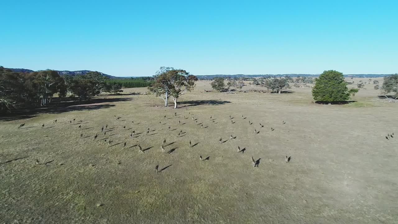 Open wide Australian bushland with a mob of kangaroos in slow motion