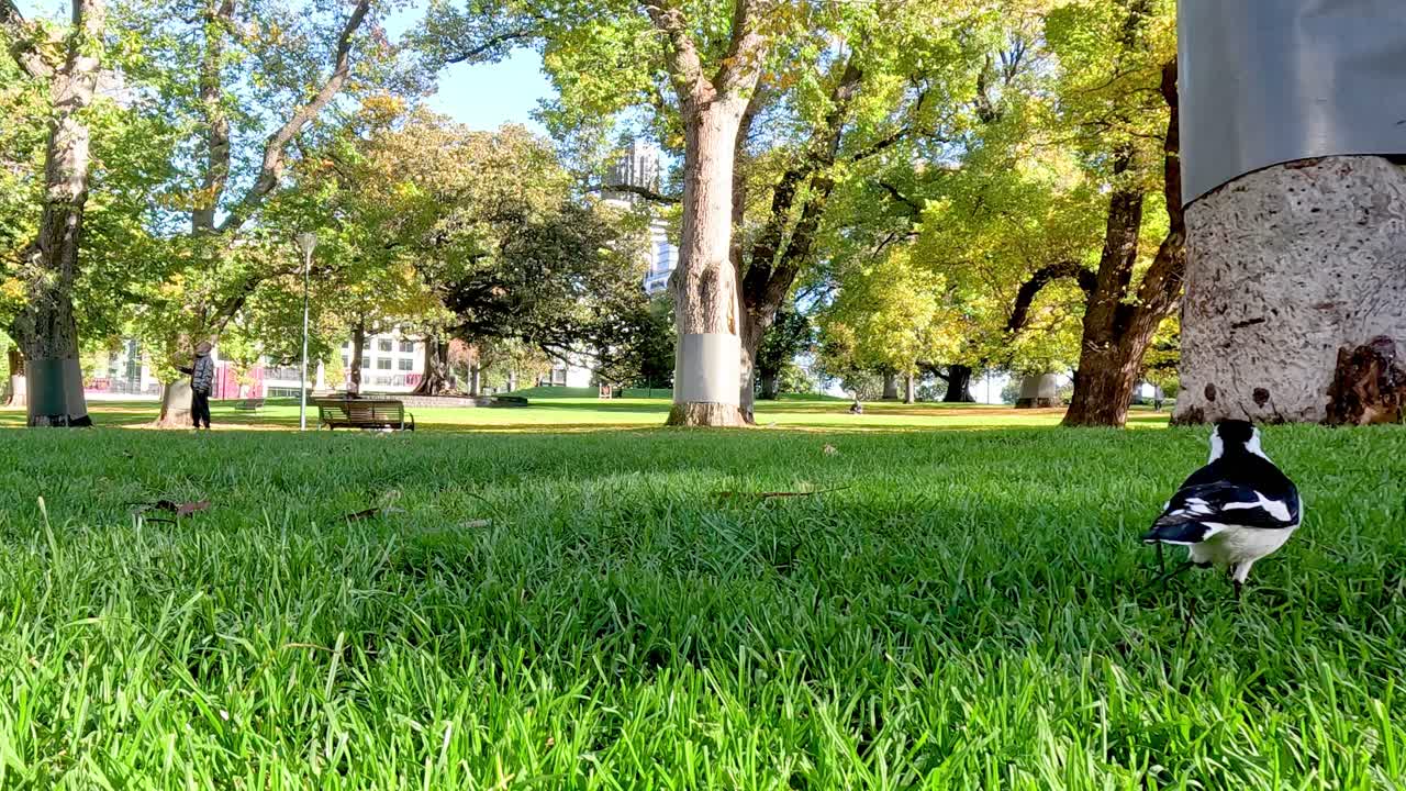 울창 한 정원 에서 먹이 를 찾고 있는 마그피 라크