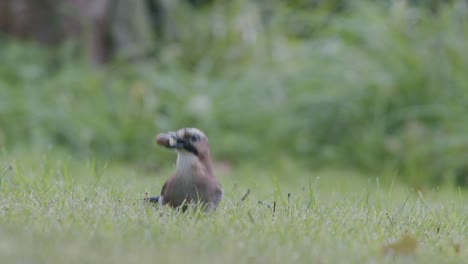 Eurasian-jay-picking-up-acorns-for-winter-and-swallows-them