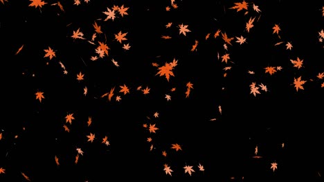 leaf fall animation. autumn maple, leaves falling on black chromakey background.
