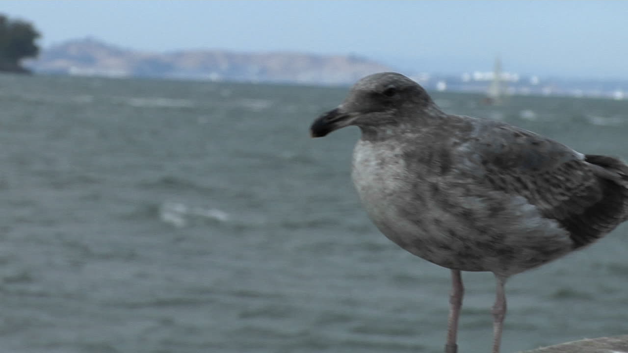 갈매기가 알카트라즈 섬 건너편 벽에 서 있습니다.
