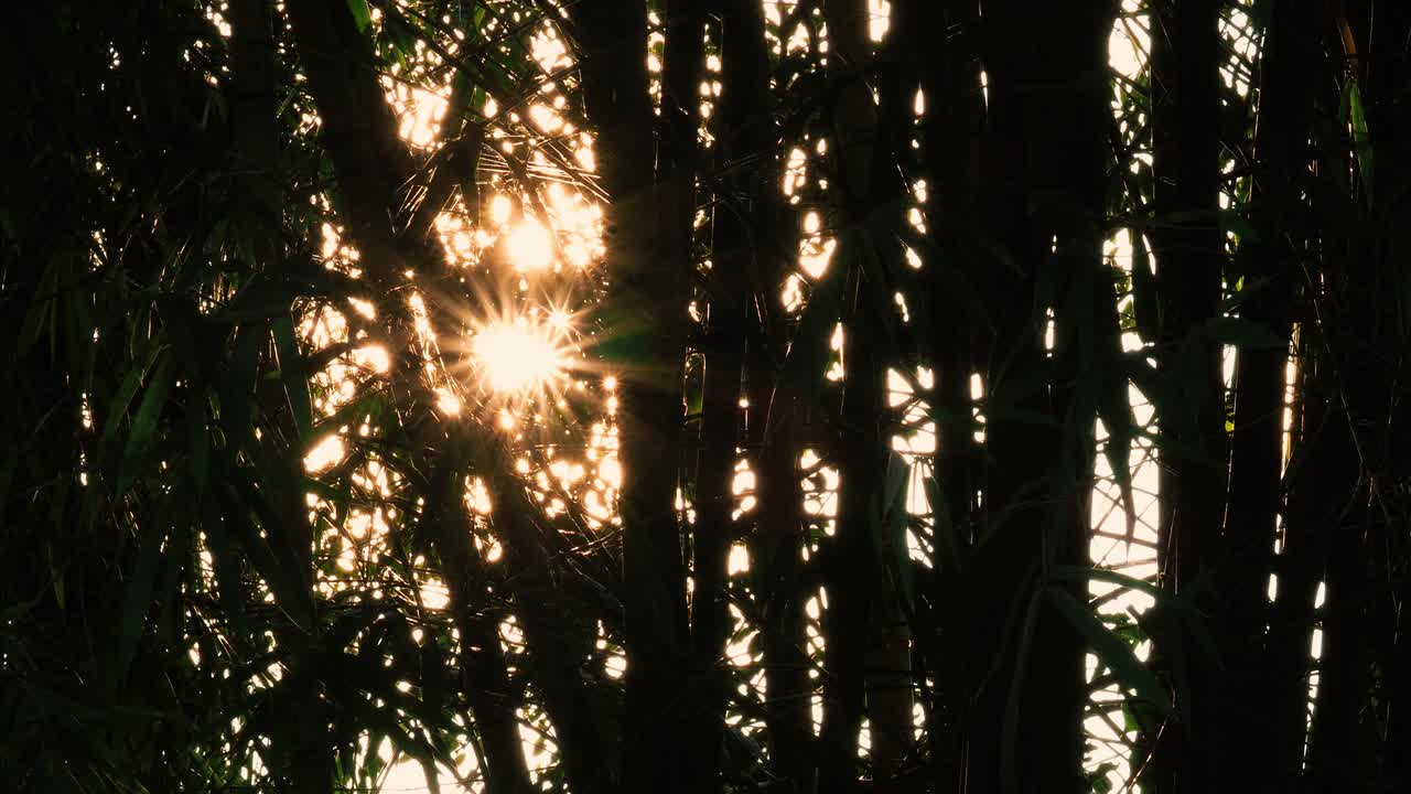солнечная вспышка за бамбуковыми деревьями