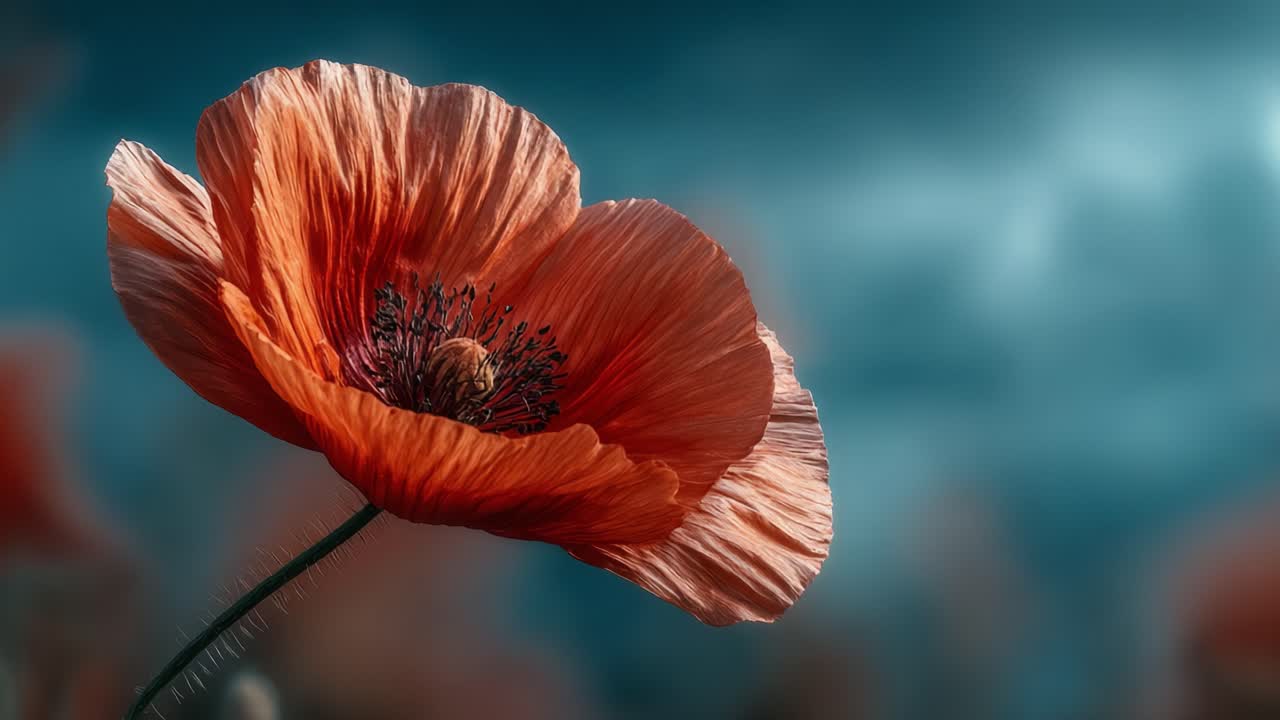Uno splendido primo piano di un vivace fiore di papavero rosso catturato in uno sfondo sfocato, che mette in mostra petali intricati e dettagli delicati sotto la luce naturale