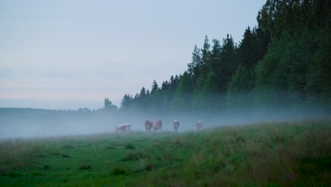 herd of cows walking in a foggy field at dusk