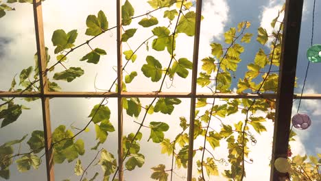 green foliage of grape vines growing on a wooden trellis sways in the wind against a blue sky with slowly moving white clouds