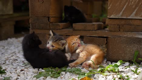 Kitten-is-licking-another-cat-and-playing,-another-cat-resting