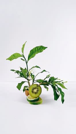 creative arrangement of kiwi and lime with plants