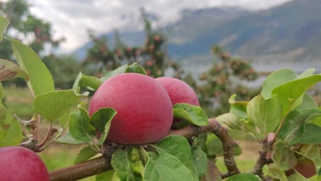 manzana aromática en el idílico hardanger - primer plano estático de mano con fondo de paisaje de montaña borroso