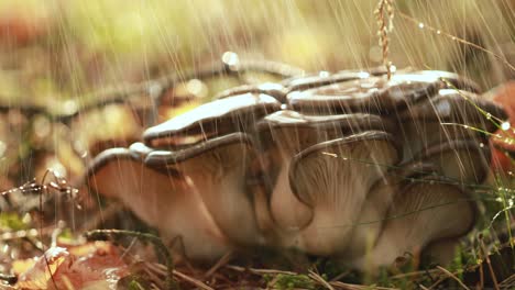 pleurotus mushroom in a sunny forest in the rain.