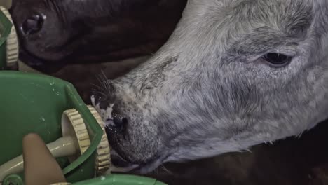 las vacas beben leche de cubos con tetina de vaca falsa