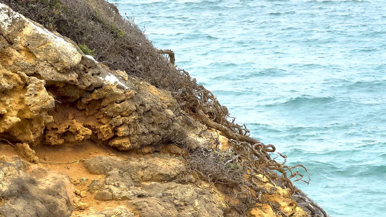 A rocky cliffside with sparse vegetation overlooks the ocean. The scene captures the rugged beauty of Port Campbell