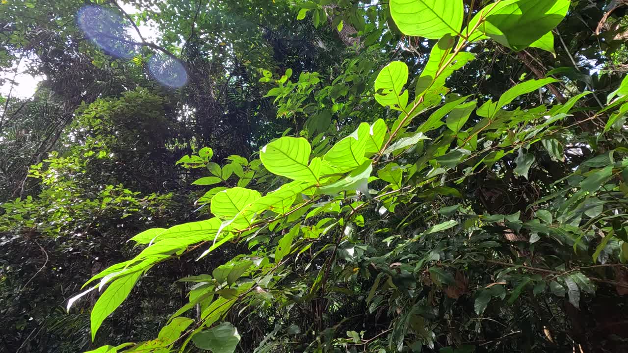Vibrant green leaves bask in sunlight within a dense rainforest. The natural lighting creates a serene and lively atmosphere
