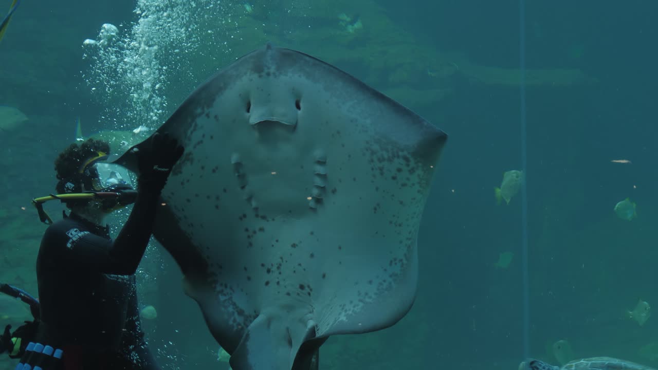 Scuba diver feeds huge Short-tail Stingray in aquarium tank window