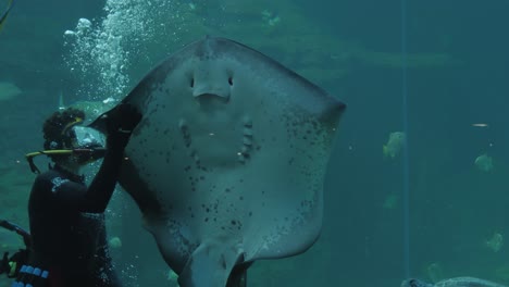 scuba diver feeds huge short-tail stingray in aquarium tank window