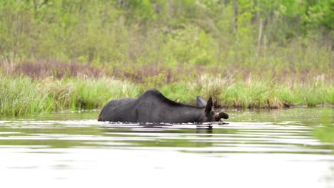 a bull moose, nearly submerged in a pond, lifts and turns its head and continues feeding