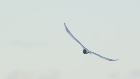 Tracking-a-Single-black-headed-Gull-in-the-evening-sky,-isolated-against-white-background