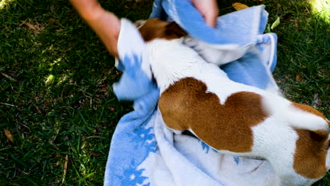 overhead view of playful jack russell terrier being toweled down after bath