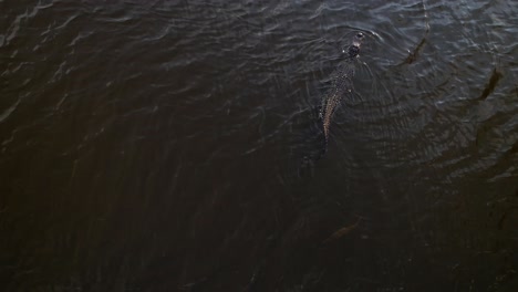 un cocodrilo nadando con peces grandes detrás de él en el oscuro pantano de los everglades