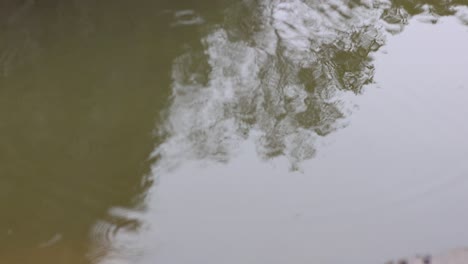 tree reflection on water surface disturbed by ripples