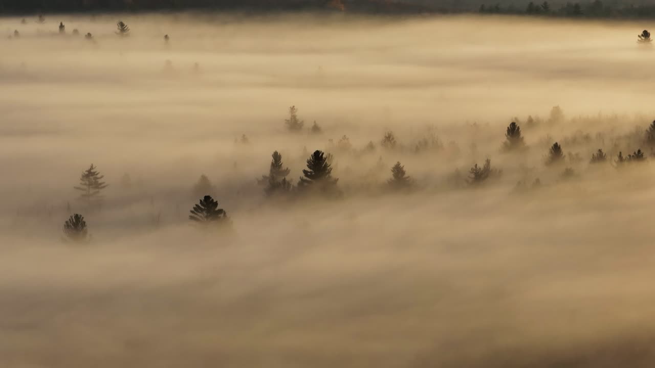 아침 일출이 비추는 순간 짙은 안개를 뚫고 소나무 봉우리