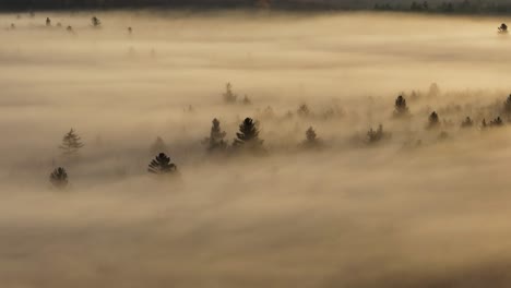 los pinos alcanzan su punto máximo a través de una densa niebla en el momento en que son iluminados por el amanecer de la mañana