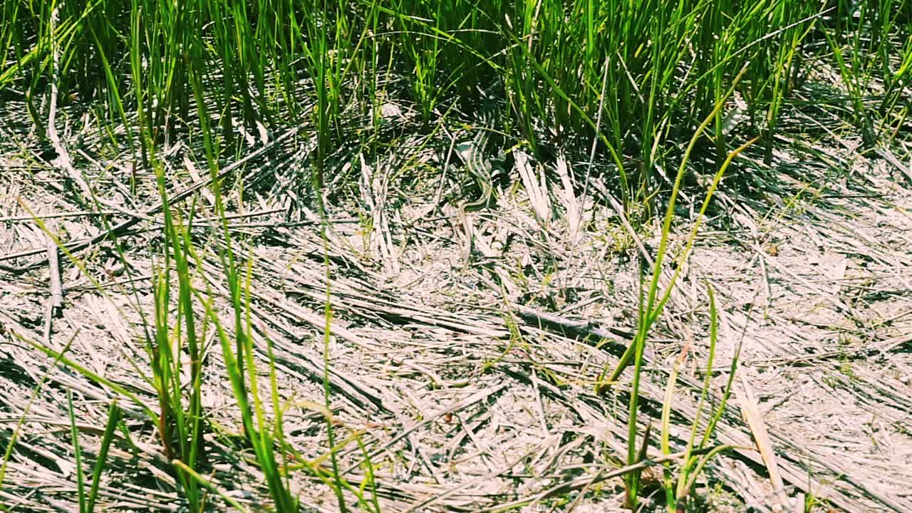 Firbenet, der løber væk i græsset. Slowmotion.