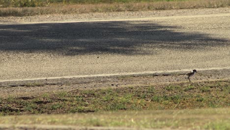 bebé pollo enmascarado lapwing plover cruzando la calle